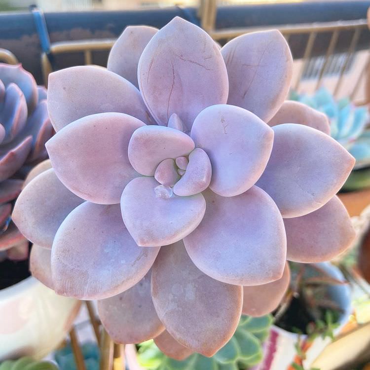 Graptopetalum murasaki